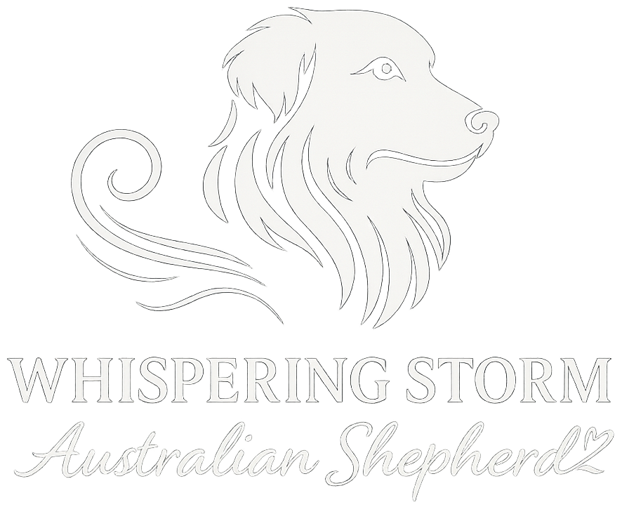 Whispering Storm Australian Shepherds